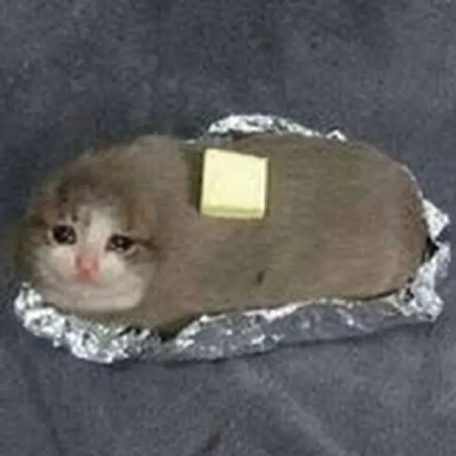 Buttered Cat Profile